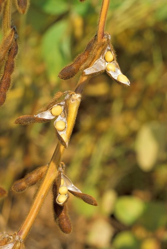 Soybean.USDA